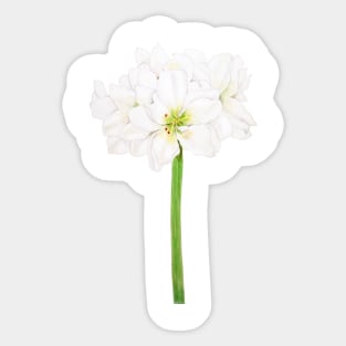 white Amaryllis flowers watercolor Sticker
